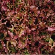 oak leaf lettuce